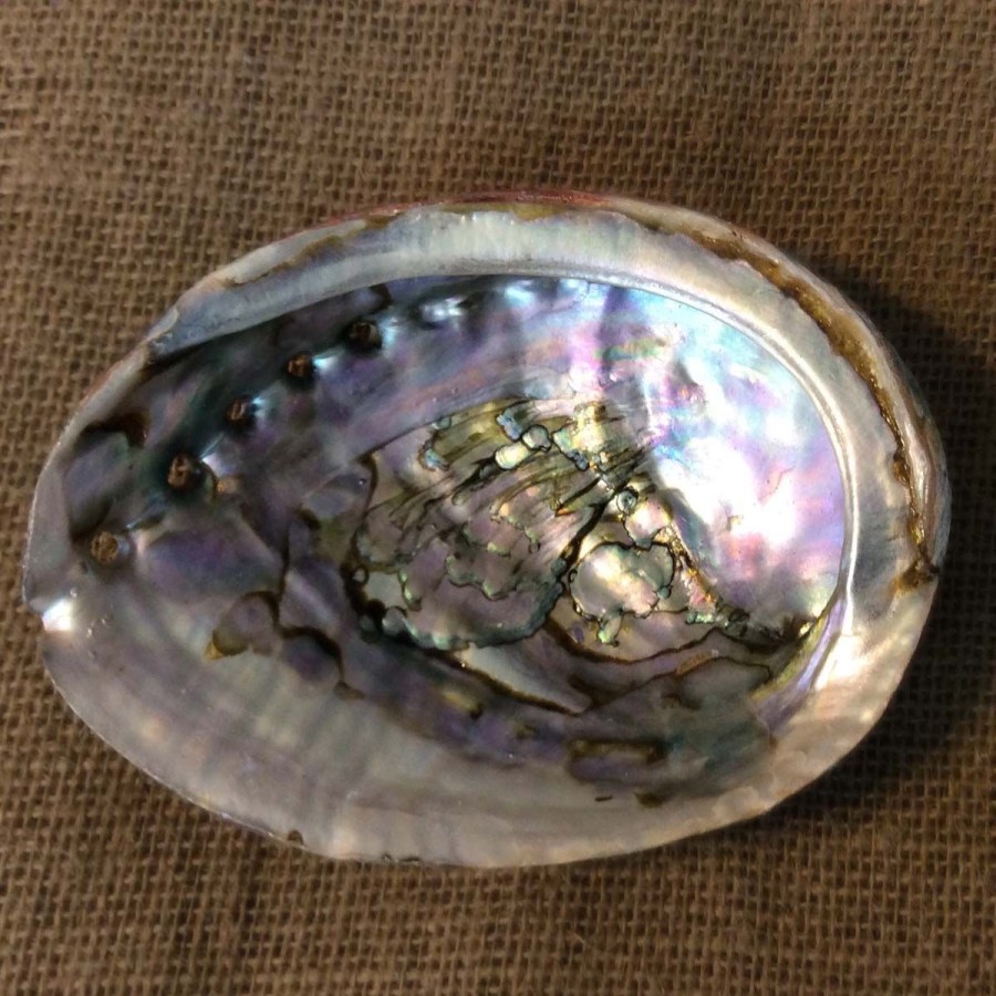 Beauty & Wellness Lockwood Spiritual Wellness | Full Moon Farms Abalone Shell